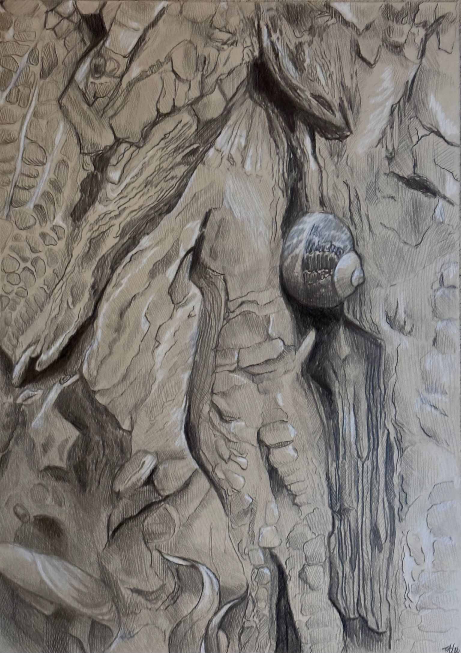 Artwork from the treebark collection.