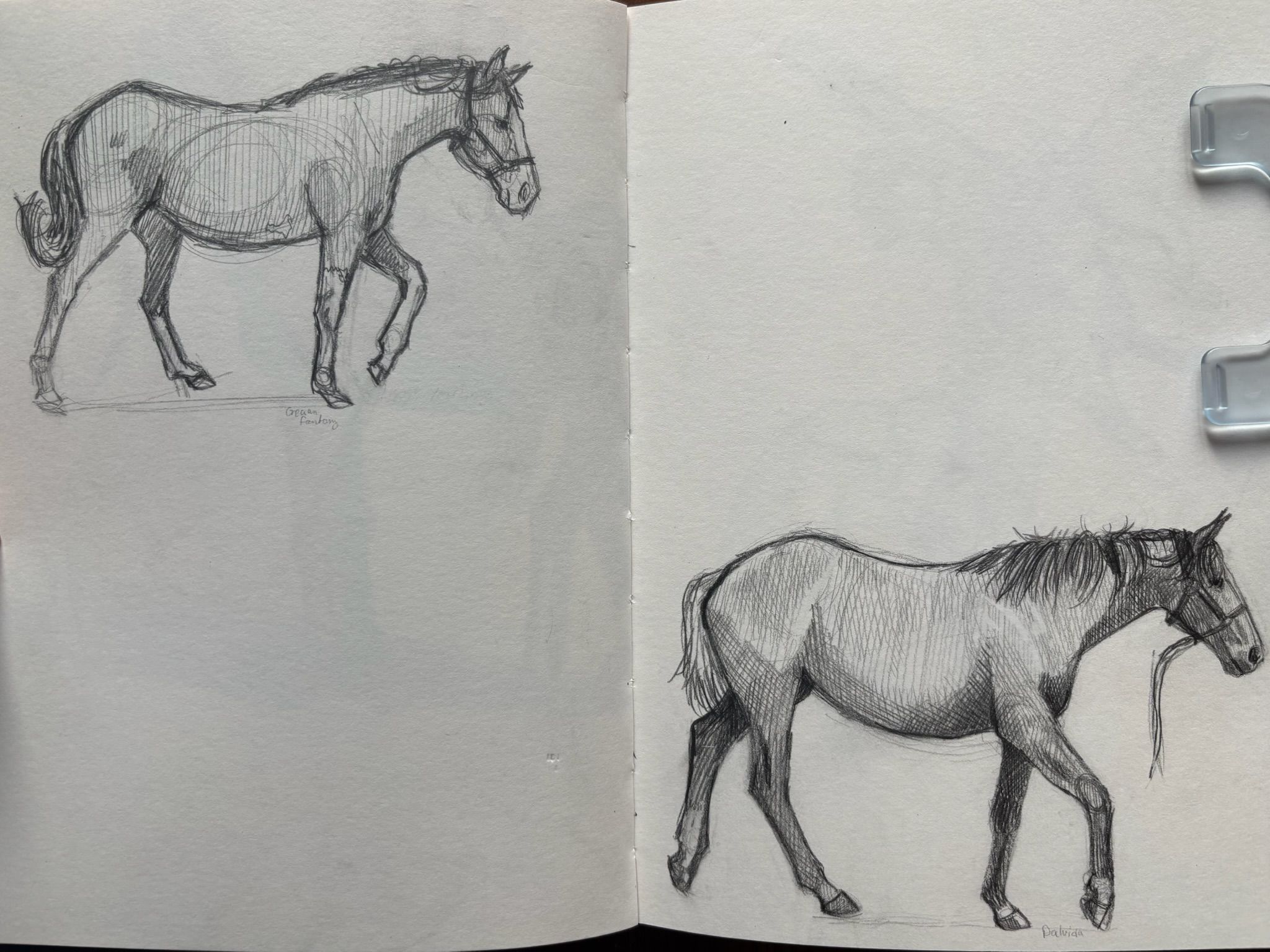 Artwork from the pet portraits collection.