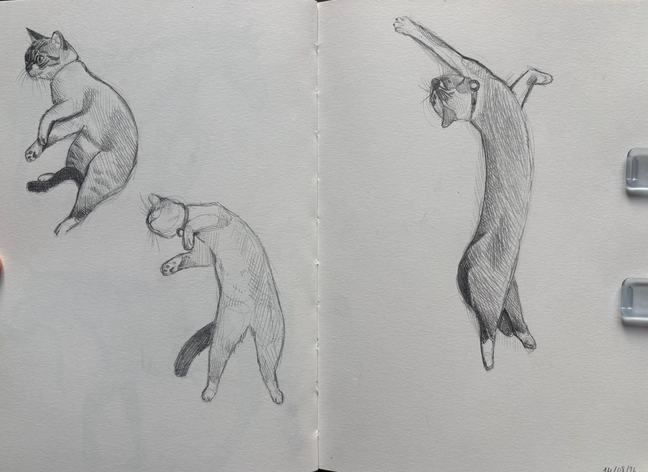 Artwork from the pet portraits collection.